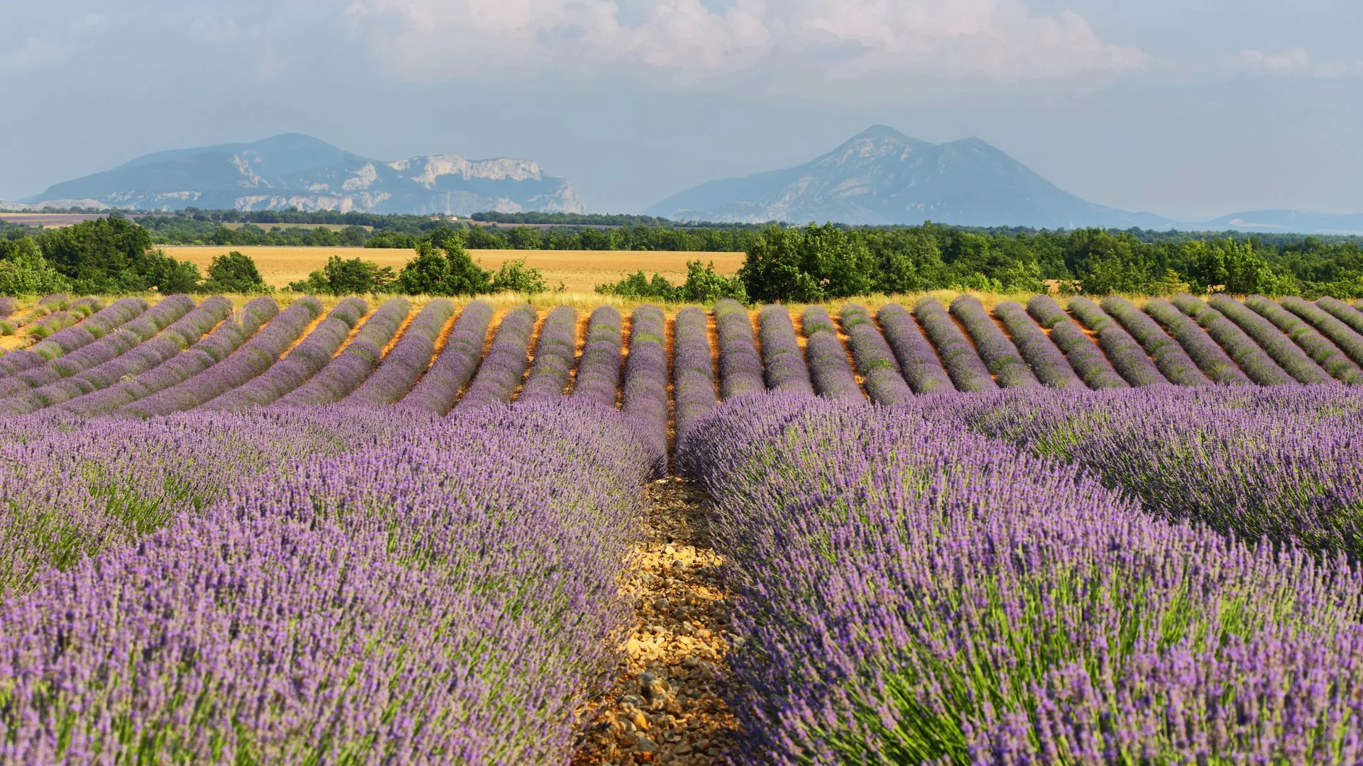 Lavender fields stretching toward the mountains of Provence